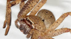 Isopedella saundersi