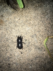 Pasimachus sublaevis