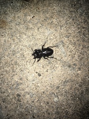 Pasimachus sublaevis