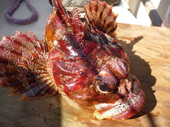 Hemilepidotus hemilepidotus