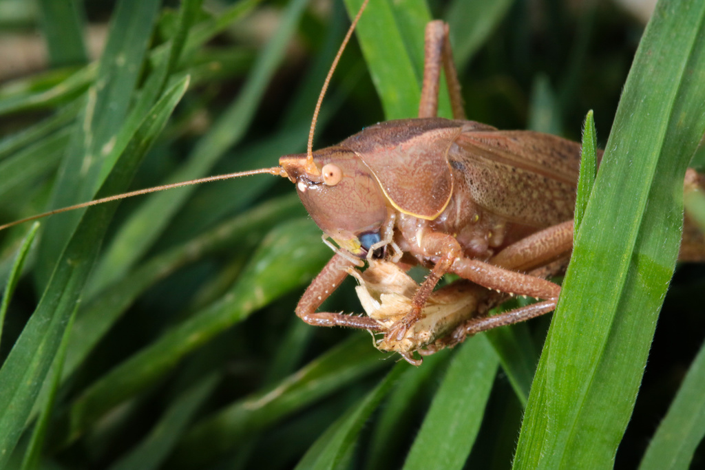 Pyrgocorypha hamata
