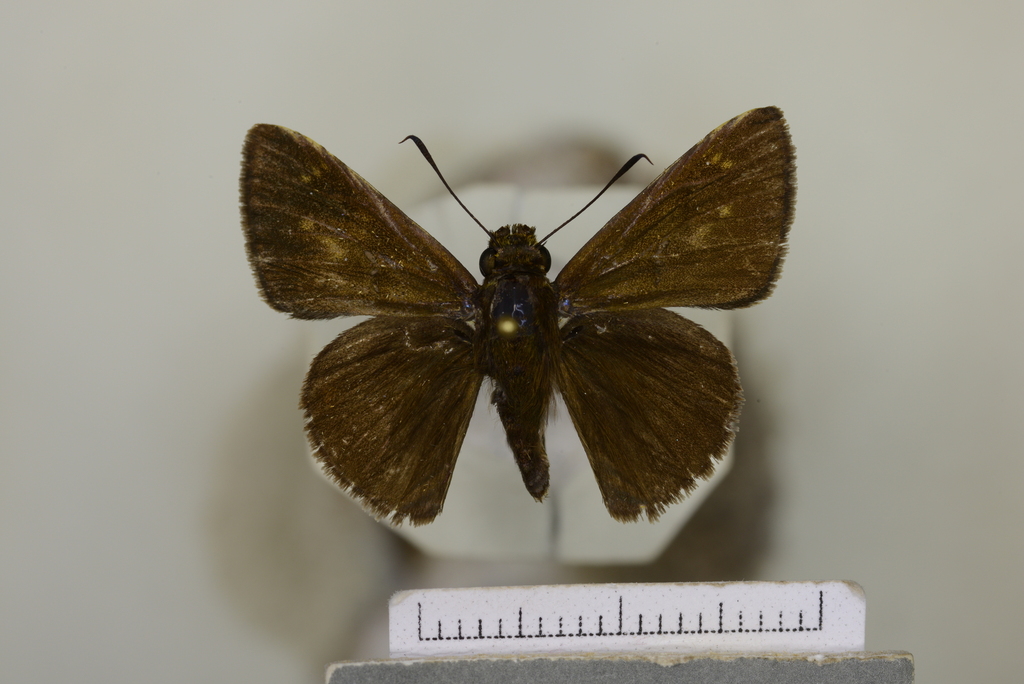 Lerema lineosa