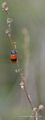 Clytra subfasciata