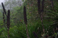 Puya tillii