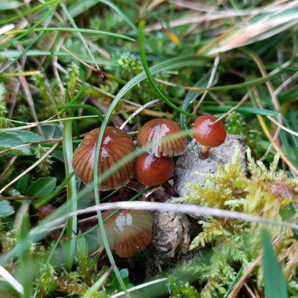 Deconica coprophila · November 2025 · photo: © adam_leigh_ (iNaturalist, cc-by)