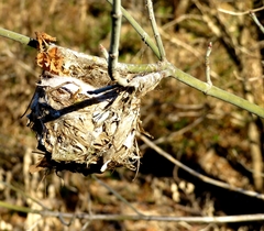 Vireo griseus