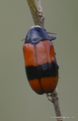 Clytra subfasciata