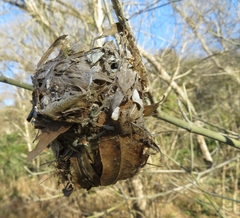 Vireo griseus