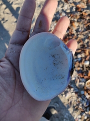 Megapitaria aurantiaca