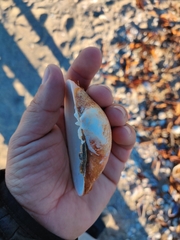 Megapitaria aurantiaca