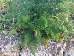 Elaeoselinum asclepium