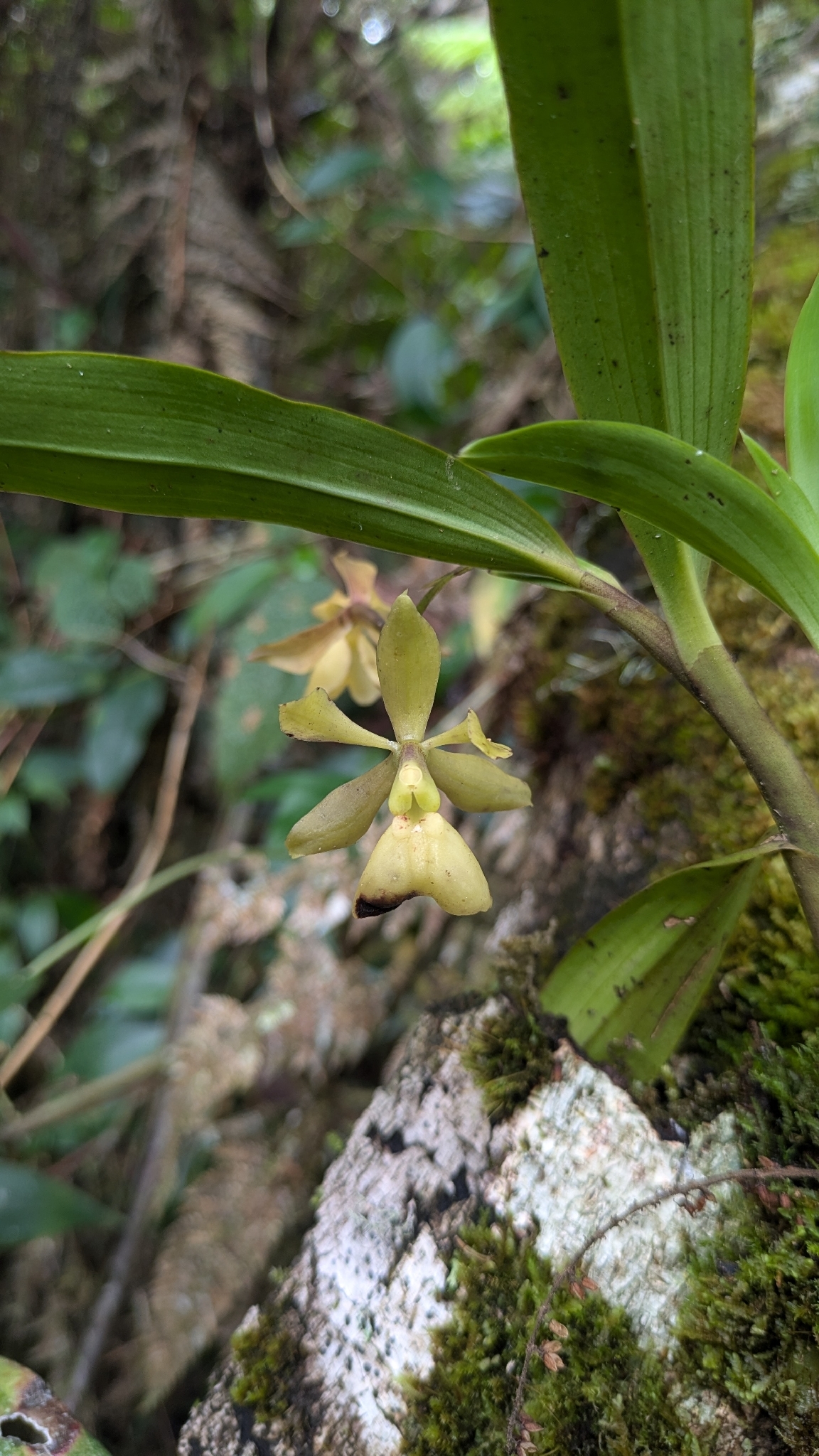 Epidendrum ulcumanoae Hágsater, G.Gerlach & L.Valenz. 2