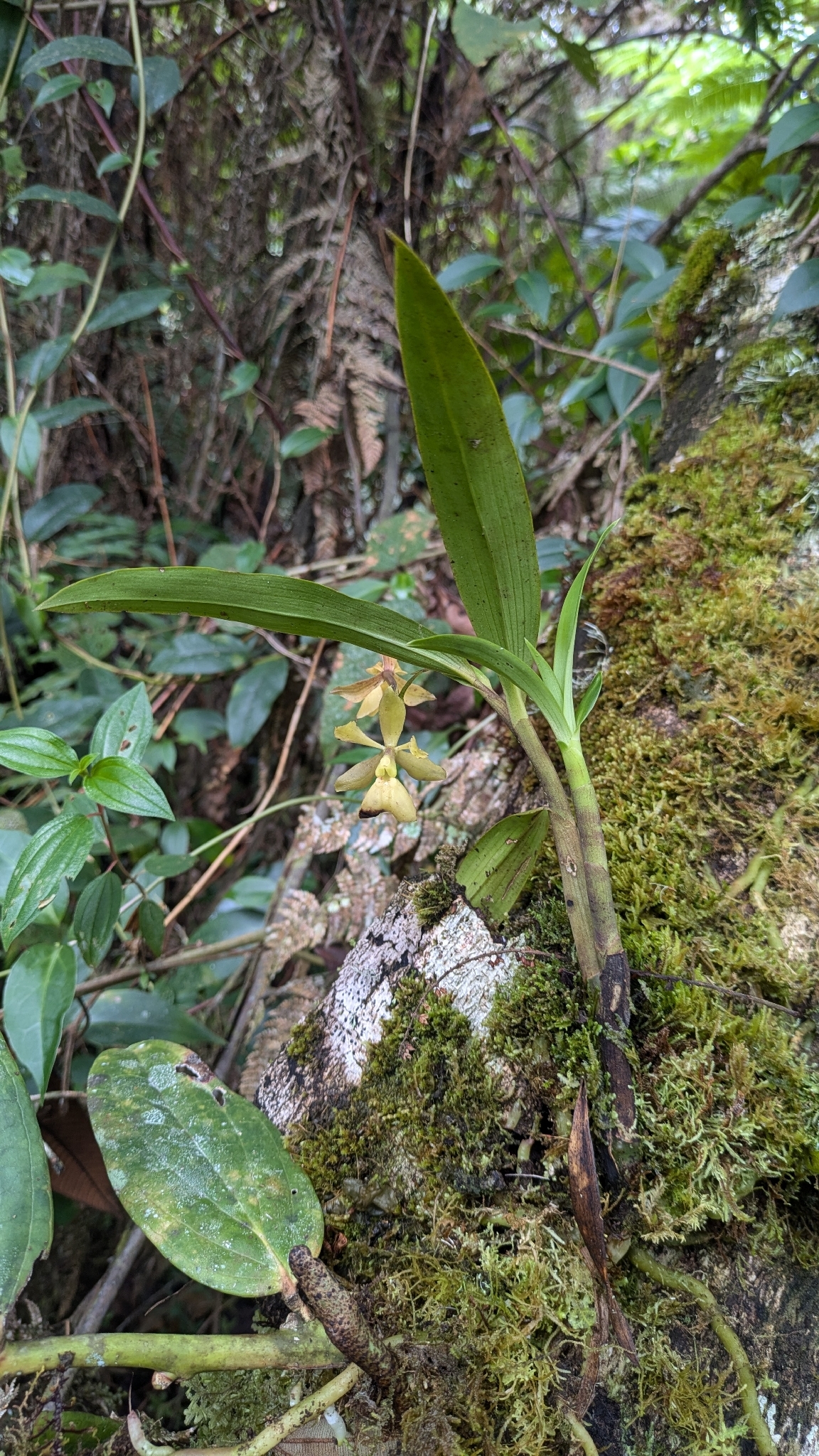Epidendrum ulcumanoae Hágsater, G.Gerlach & L.Valenz. 3