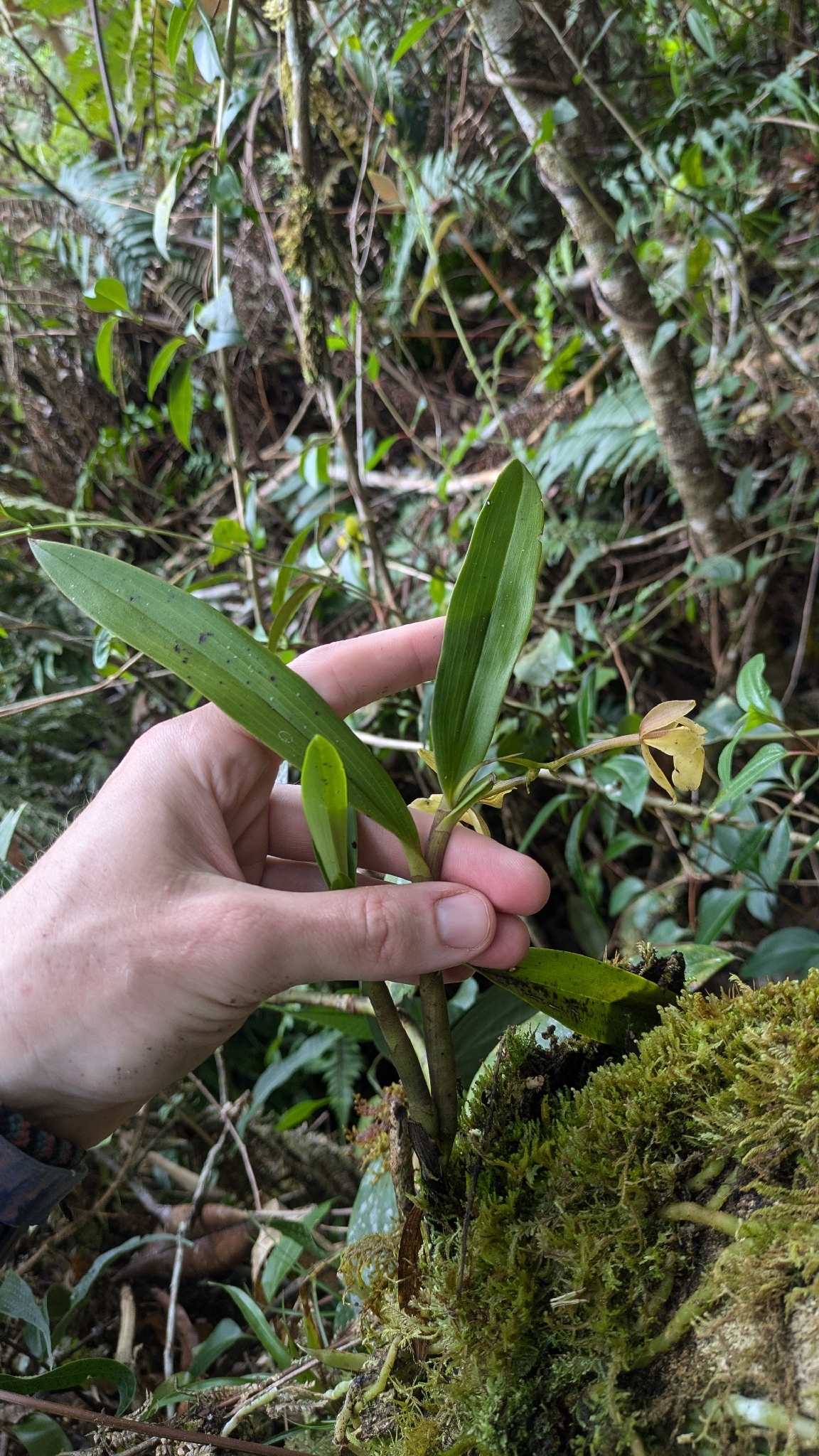 Epidendrum ulcumanoae Hágsater, G.Gerlach & L.Valenz. 4