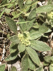 Ditaxis acaulis