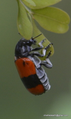 Clytra subfasciata