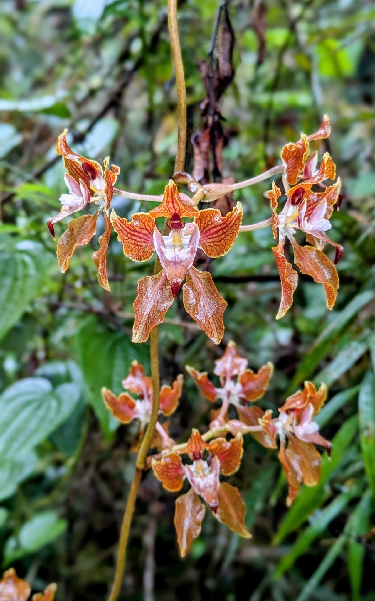 Cyrtochilum cordatum (Lindl.) Kraenzl. 2