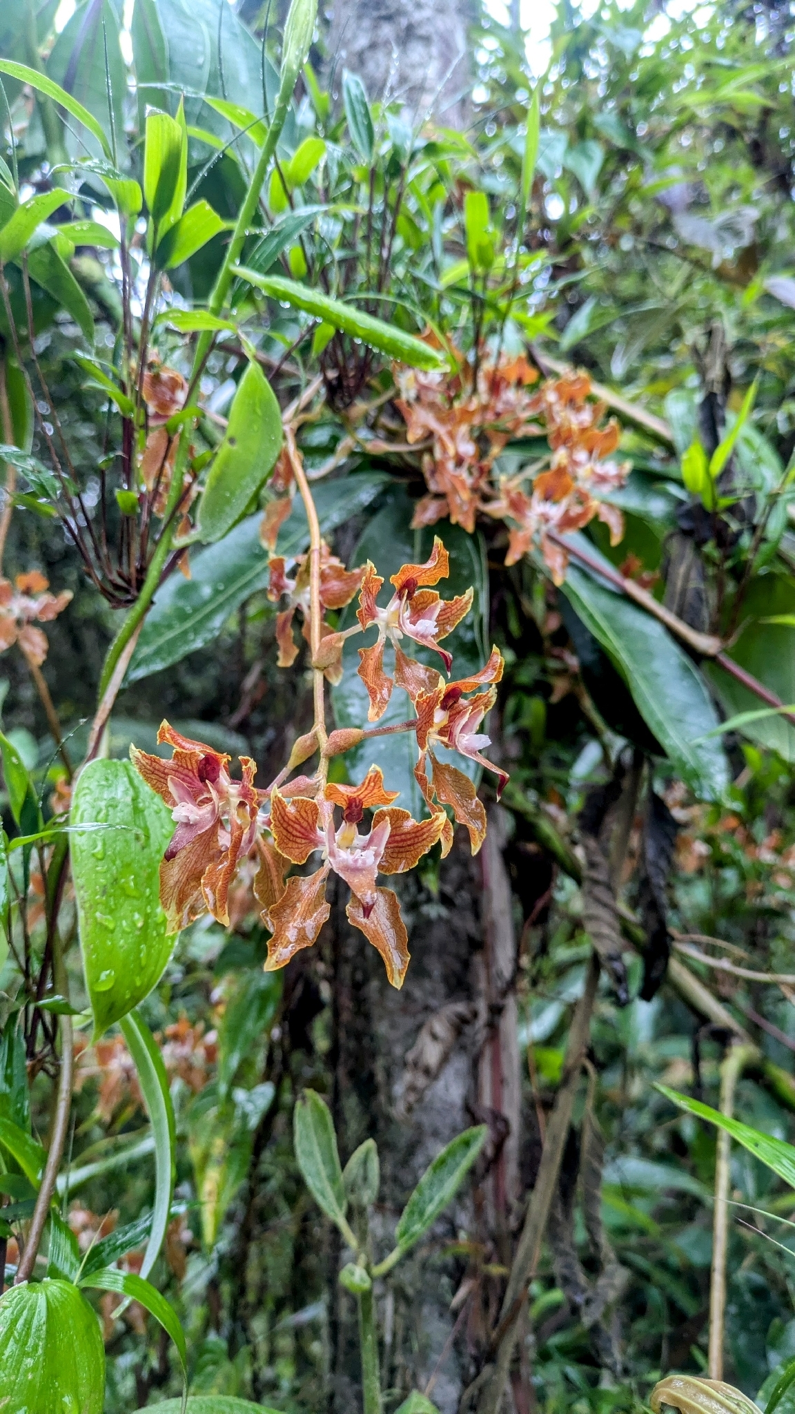Cyrtochilum cordatum (Lindl.) Kraenzl. 4