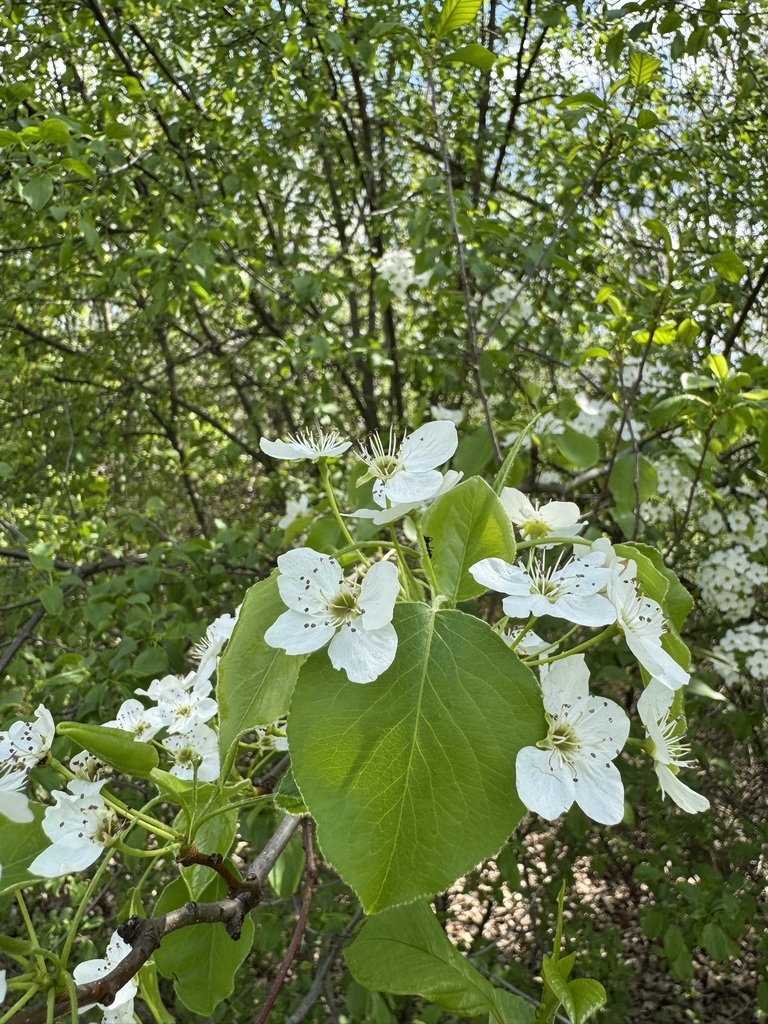 Pear Tree Michigan Callery pear from Thurston, Ann Arbor, MI, USA on April 29, 2025 at 02: ...