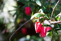 Crinodendron hookerianum