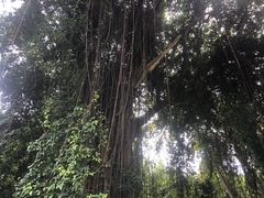 Ficus citrifolia