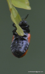 Clytra subfasciata