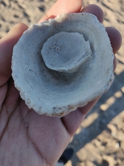 Crucibulum scutellatum