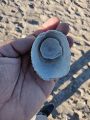 Crucibulum scutellatum