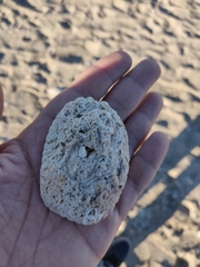 Crucibulum scutellatum