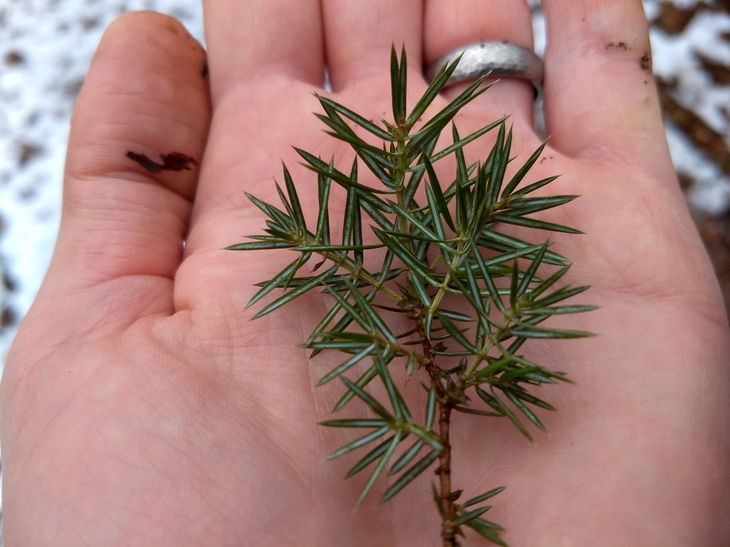 common juniper from Belchertown, MA 01007, USA on January 4, 2020 at 02 ...