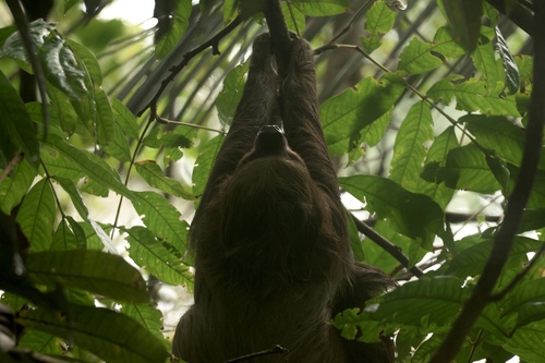 Hoffmann's Two-toed Sloth, photo 3 of 8