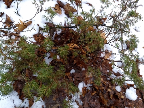 Paprastasis kadagys nuotrauka