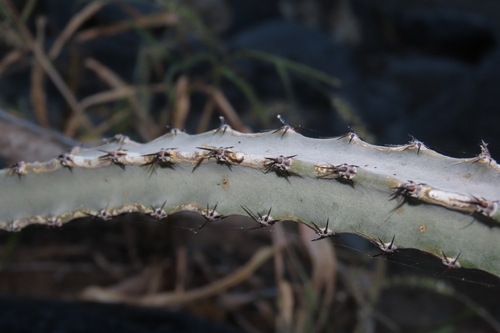 Peniocereus johnstonii, photograph 6