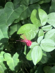 Calliandra tergemina