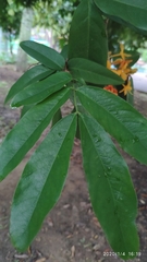 Saraca indica