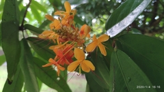 Saraca indica