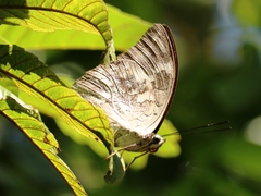 Archaeoprepona demophoon gulina