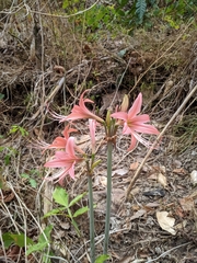 Hippeastrum stylosum