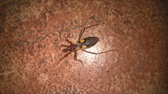 Zelurus transnominalis