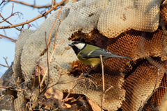 Parus major