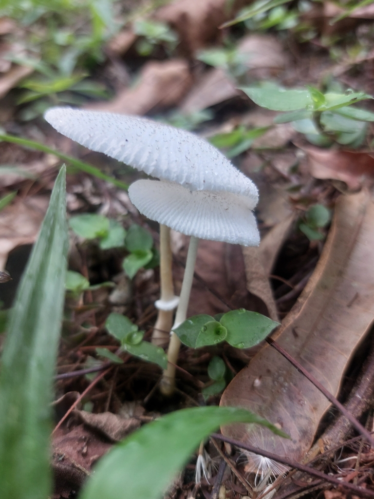 Leucocoprinus fragilissimus · November 2025 · photo: © andre_rc (iNaturalist, cc-by)
