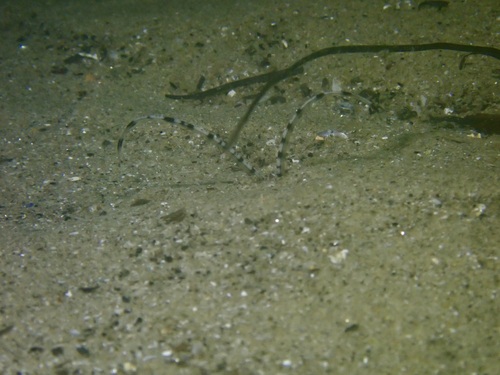 Mesochaetopterus observed 2025-11-11