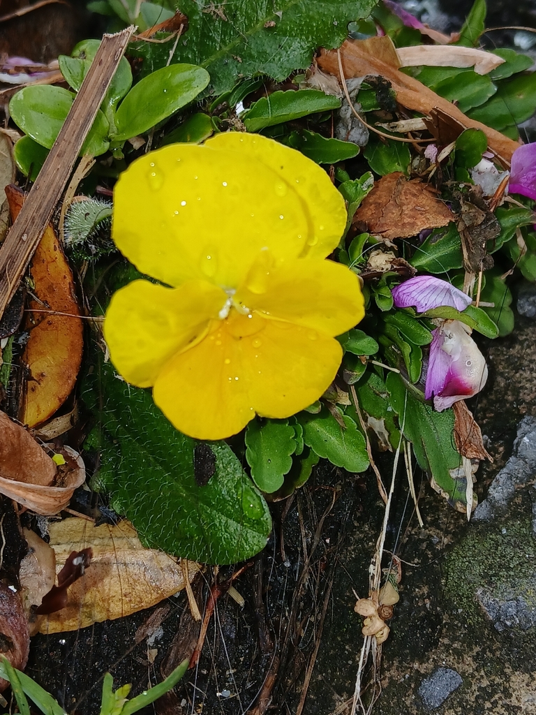 Viola × wittrockiana