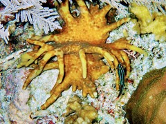 Acoelomorpha