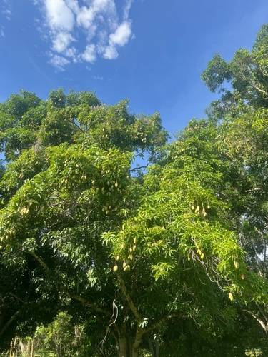 Indian mango