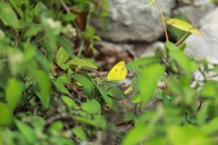 Pyrisitia lisa centralis