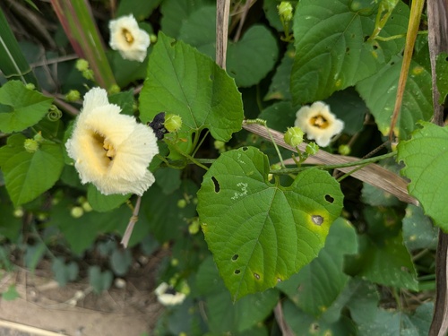 Momordica foetida