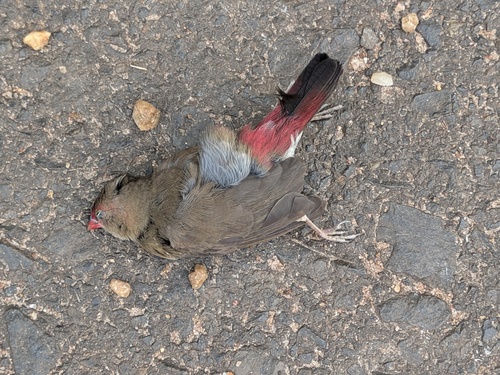 Red-billed Firefinch