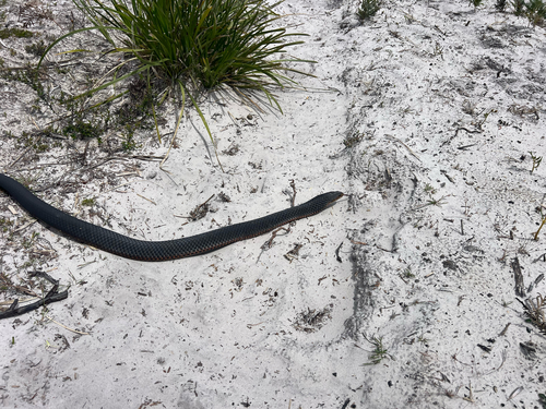 Lowlands Copperhead sighting