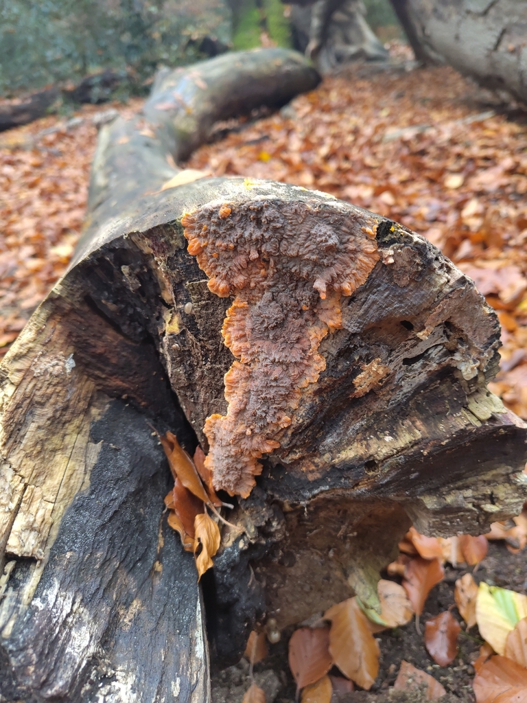 Phlebia radiata · November 2025 · photo: © mazhem (iNaturalist, cc-by-nc)
